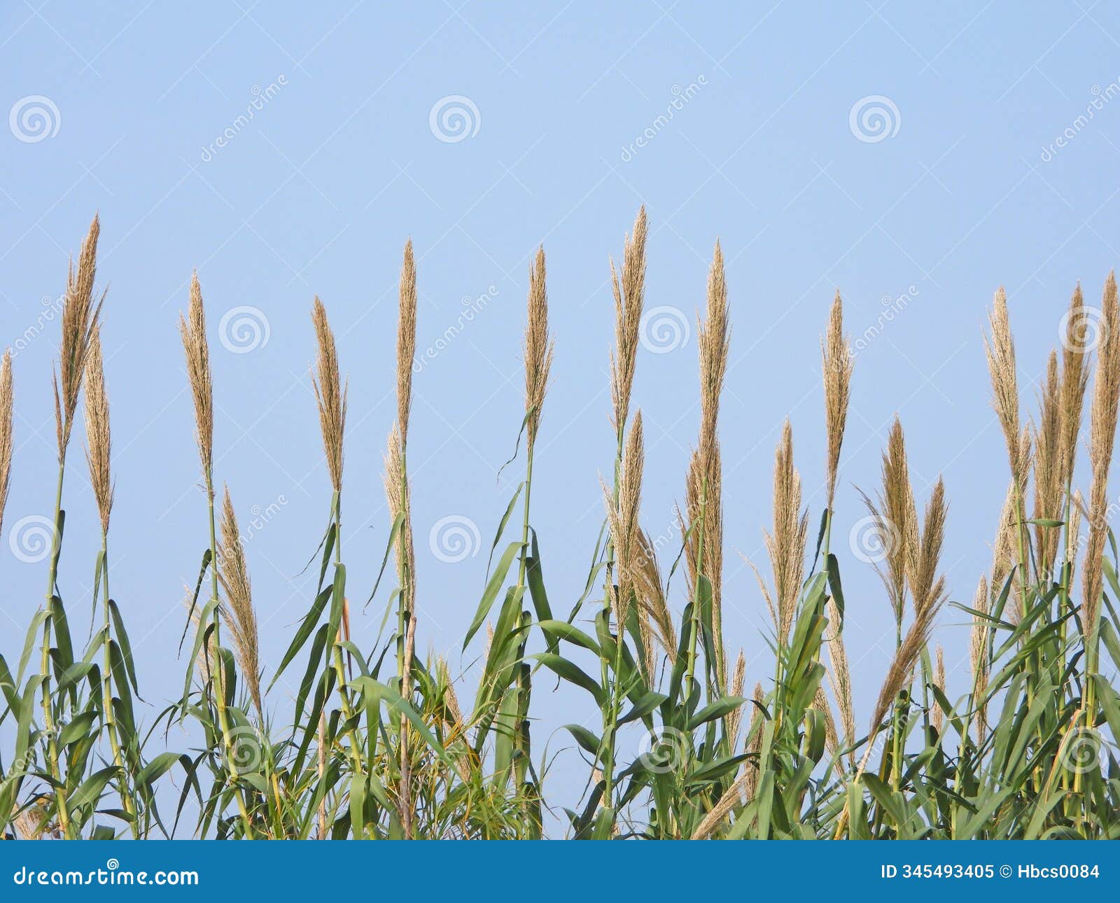 dense arundo donax