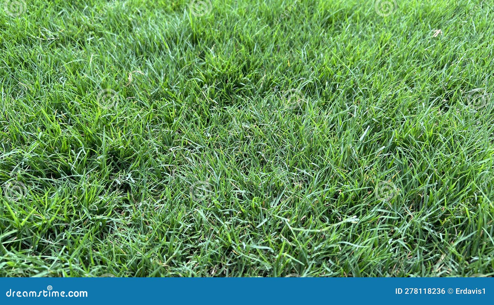 Dense Bermudagrass Lawn in Early Spring Stock Photo Image of
