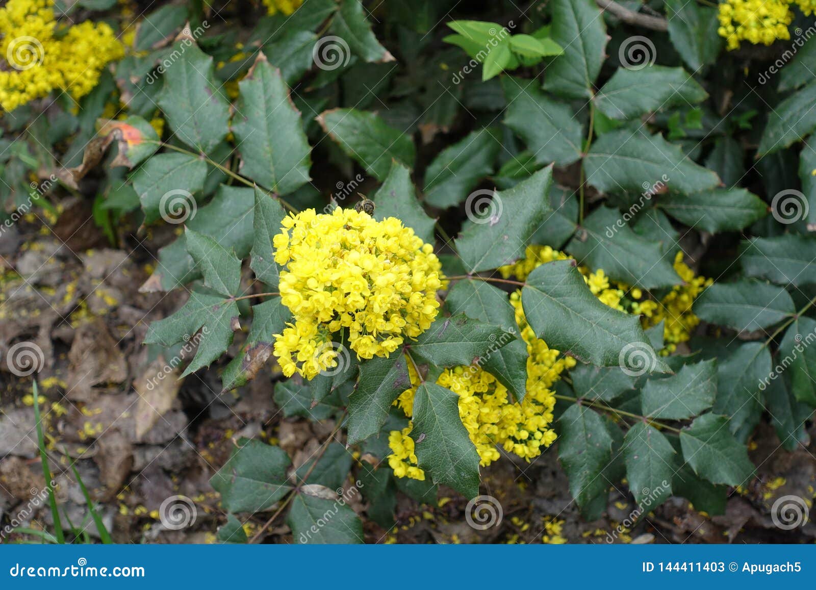 Dense Cluster of Yellow Flowers of Oregon Grape Stock Image Image of