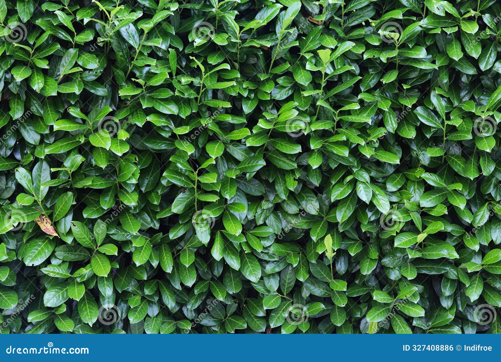 dense coverage of green leaves creating lush foliage texture, some dry leaves. natural pattern, environmental