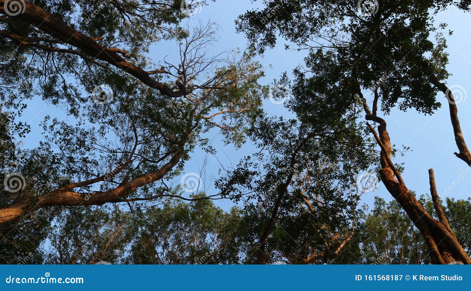 Dense Forest, the Lungs of the World Stock Image - Image of green