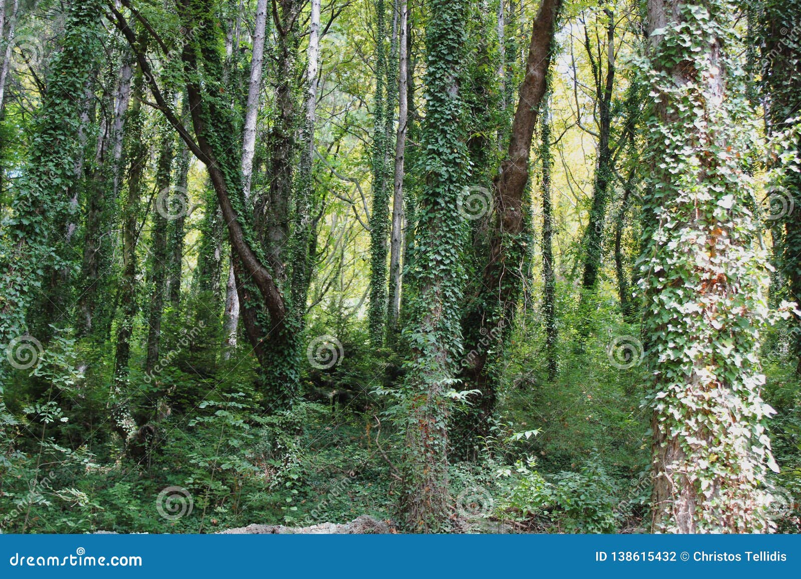 dense forest next to the pozar thermal baths aridaia greece