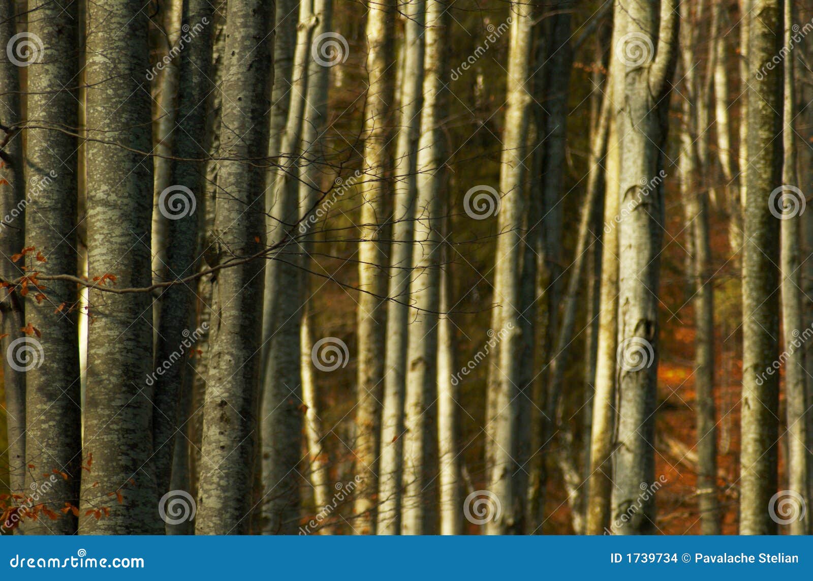 dense forest trees