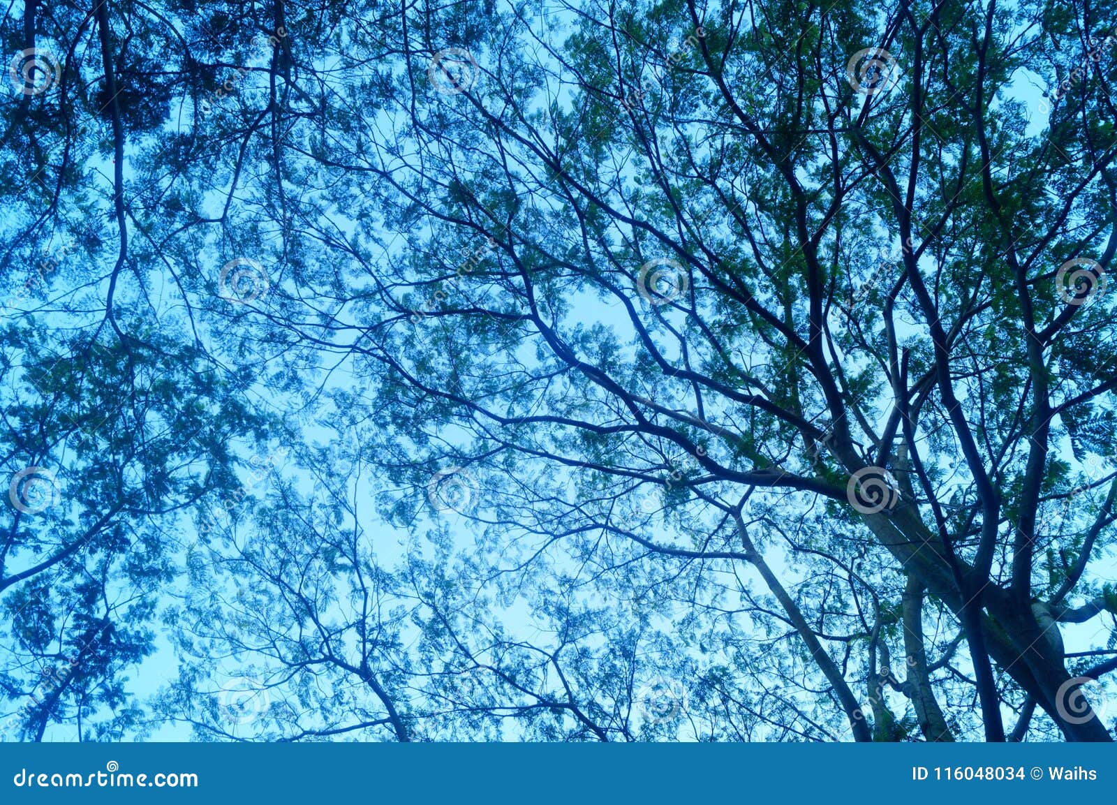 The Landscape of the Branches and Leaves of a Dense Tree Stock Photo ...