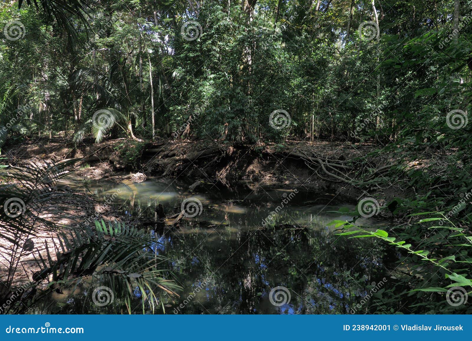dense mangrove forest refugio nacional de vida silvestre curÃÂº. costa rica
