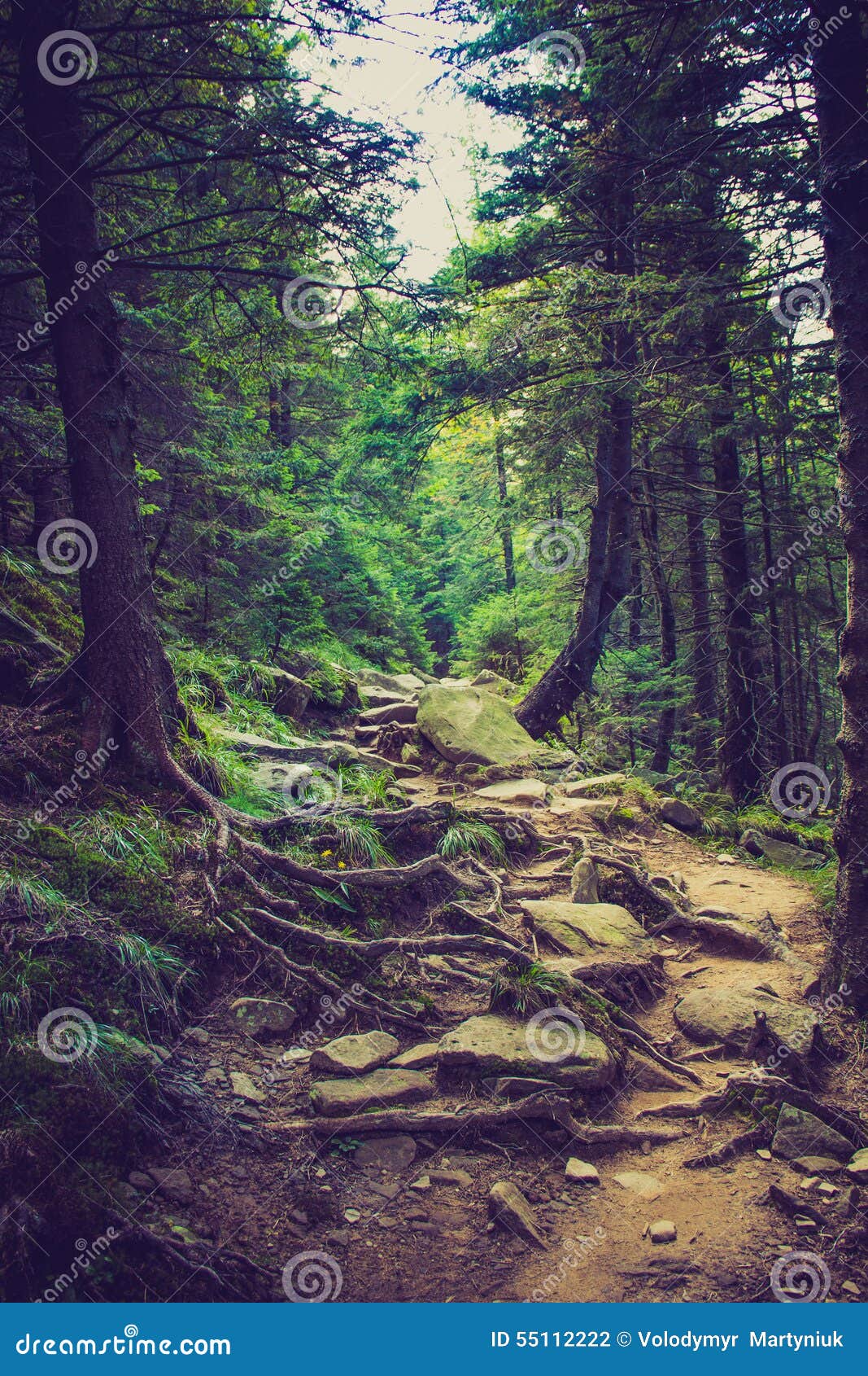 Dense Mountain Forest and Path between the Roots of Trees. Stock Photo