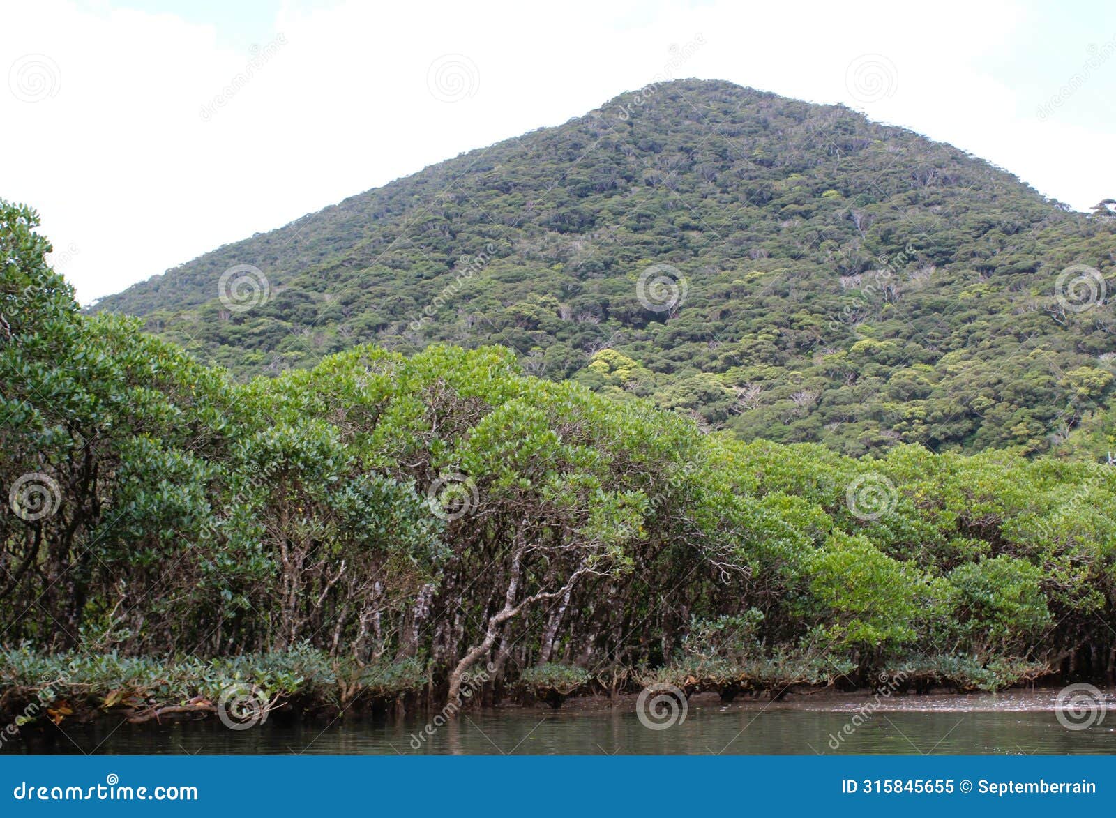 dense native trees and mangrove forest in amami oshima island