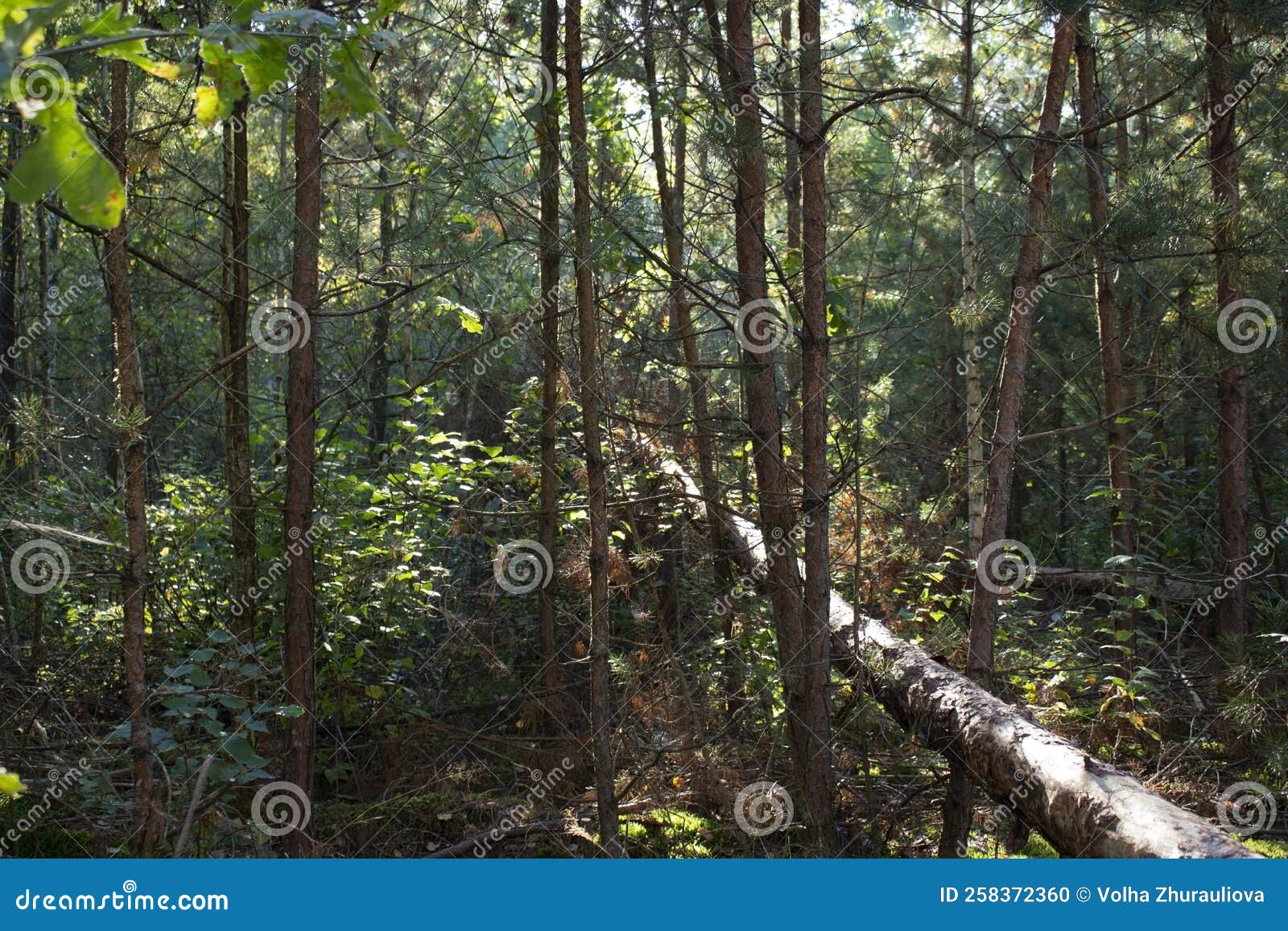 Dense Pine Forest in Autumn. Pine Tree Blown Down by the Wind Stock