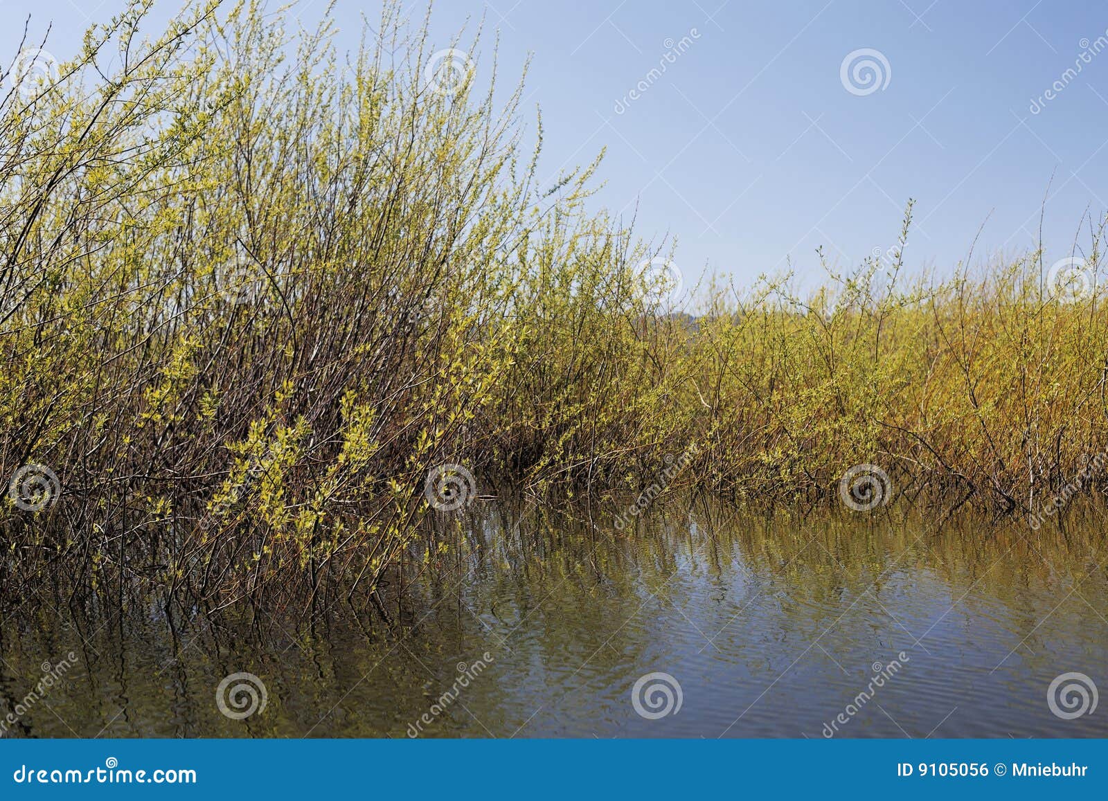 dense thicket at reclaimed wetlands edge