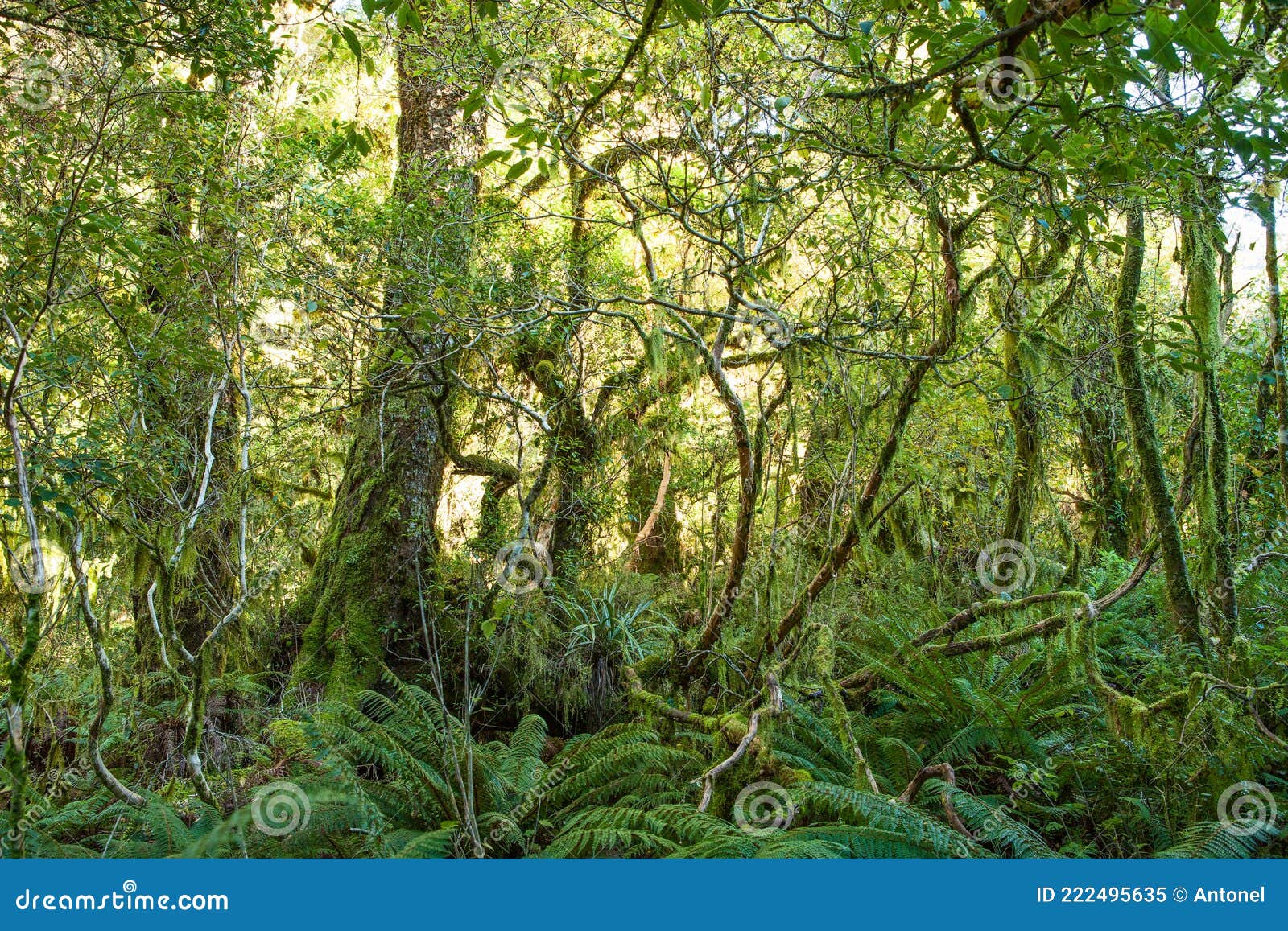 Dense Thicket In The Temperate Rainforest Fiordland National Park dense-thicket-in-the-temperate-rainforest-fiordland-national-park
