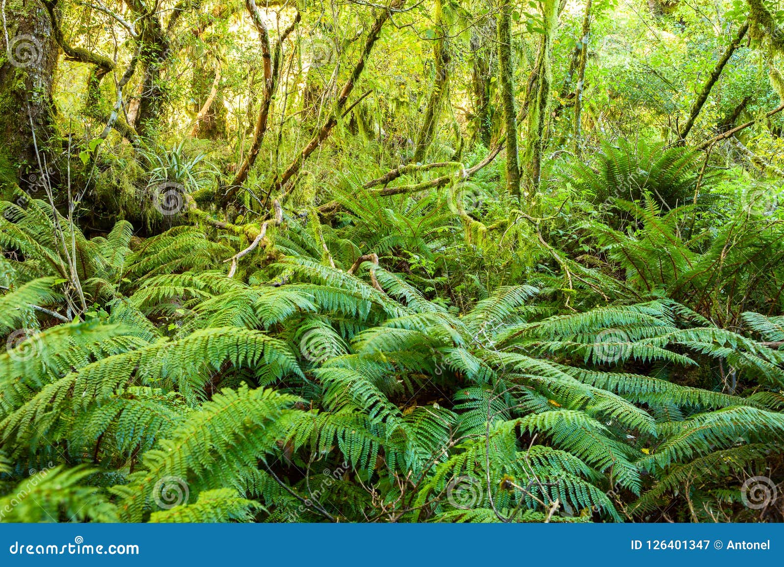 dense thicket in the temperate rainforest, south island, new zealand