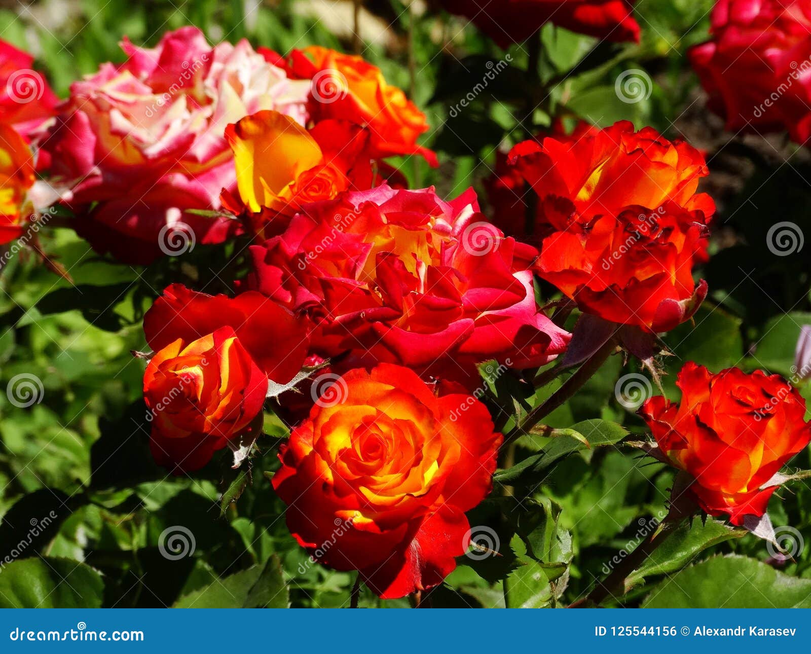 Bushes of Multicolored Roses Stock Photo Image of thickets