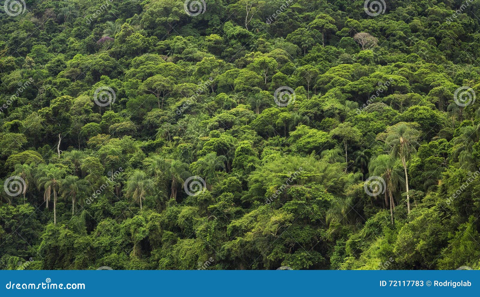dense tropical rainforest in brazil, nature background