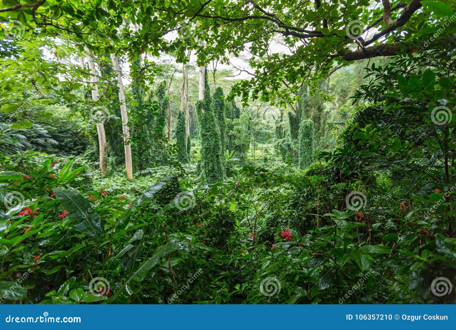 dense verdant green tropical rainforest vegetation