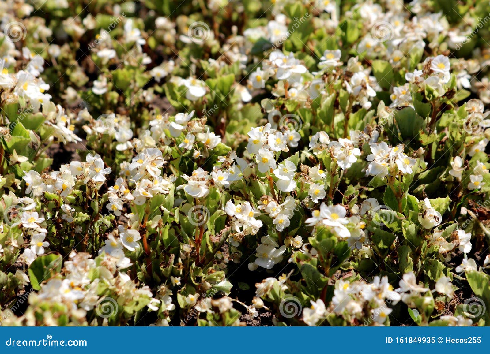 Densely Planted Begonia Plants Texture Background Wallpaper With