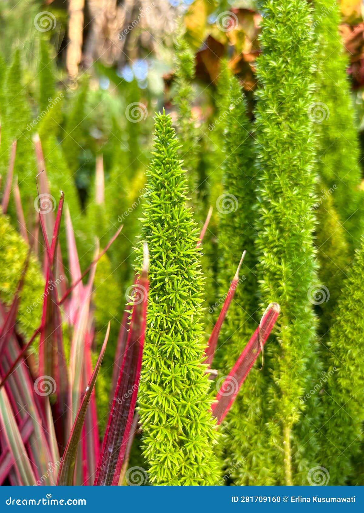 densiflorus asparagus or squirrel ferns or asparagus ferns or oxtails of fresh green fox in a park