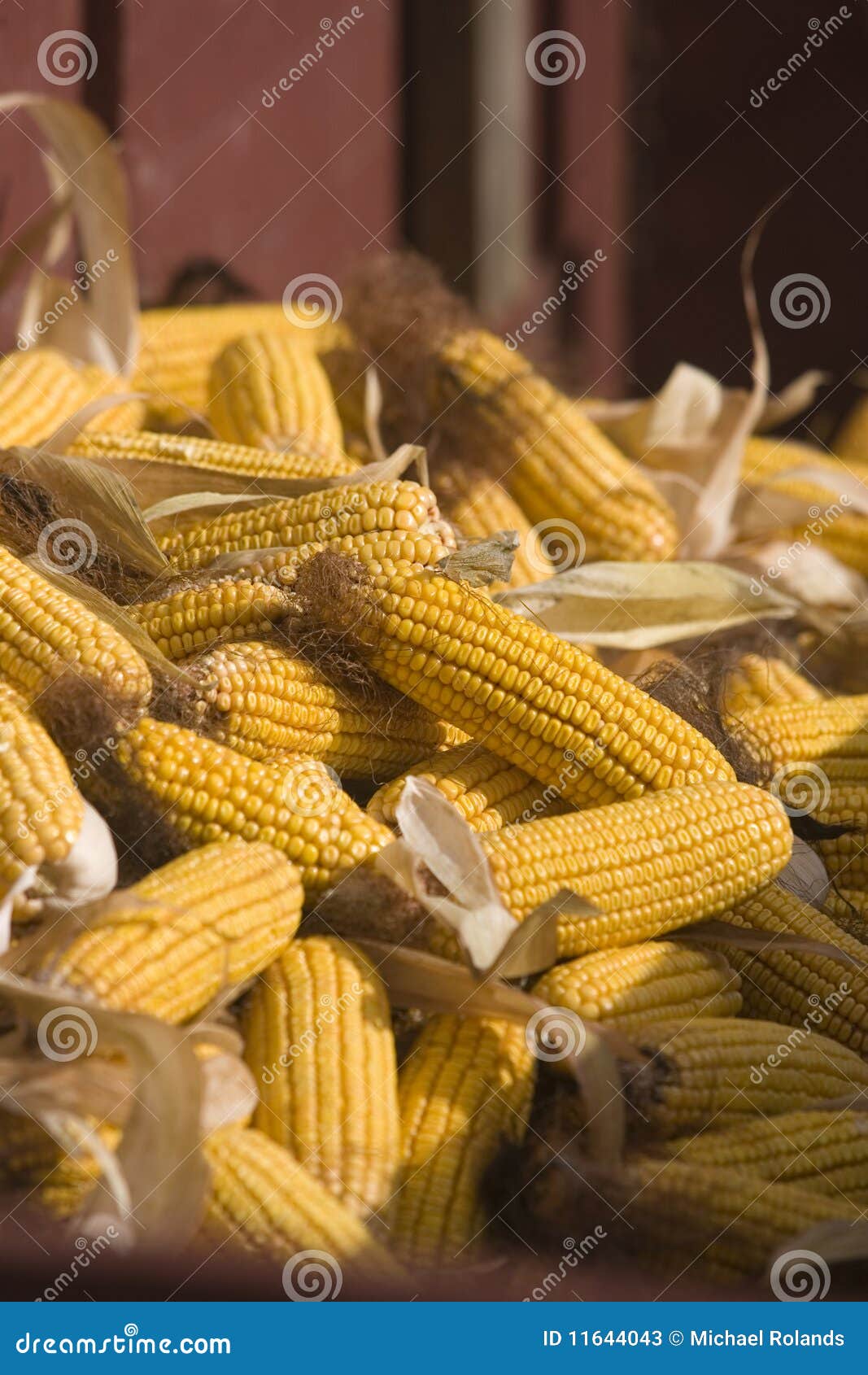 Dent Corn stock image. Image of yellow, detail, rural 11644043
