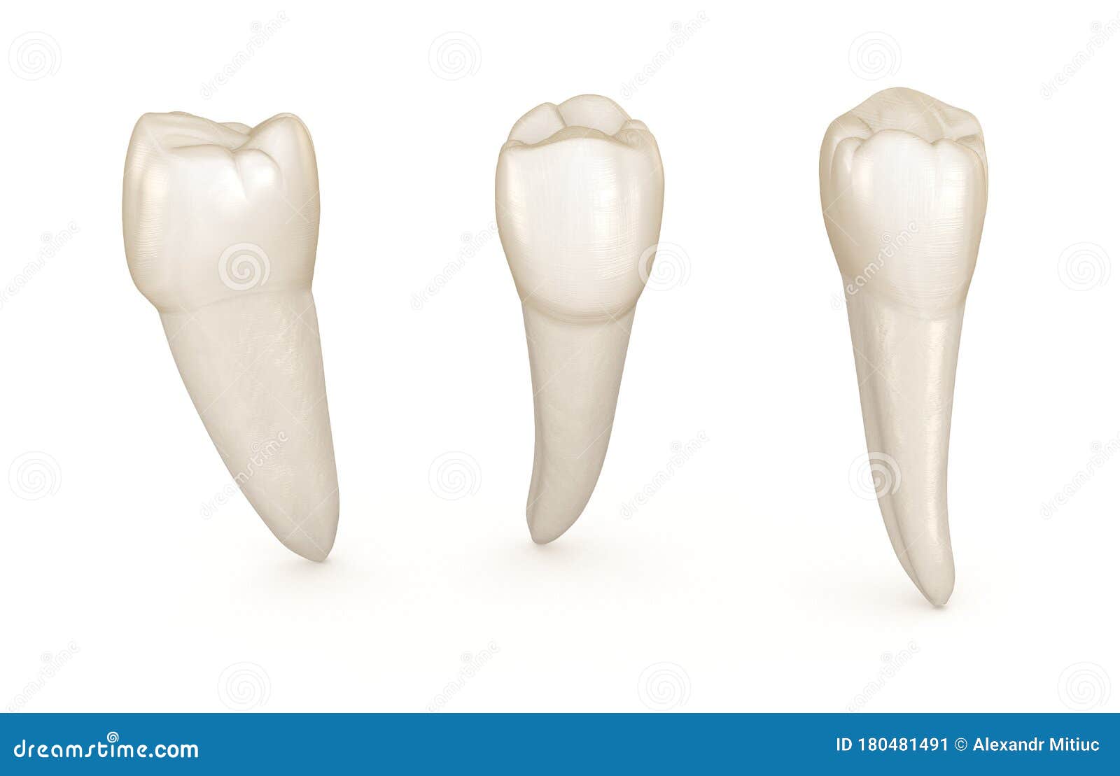 dental anatomy - mandibular premolar tooth. medically accurate dental 