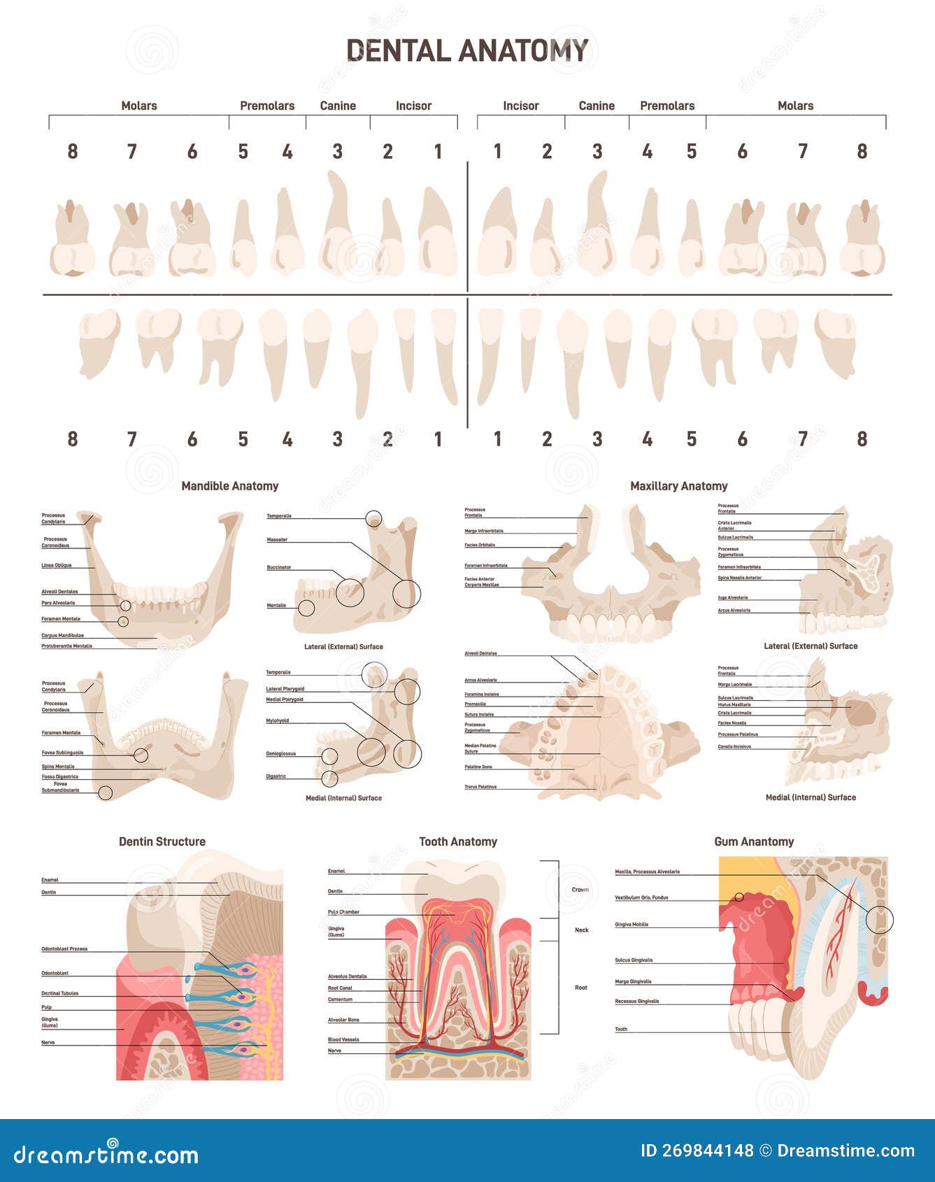 Lower And Upper Crossed Syndrome Body Diagram Vector Illustration lower-and-upper-crossed-syndrome-body-diagram-vector-illustration