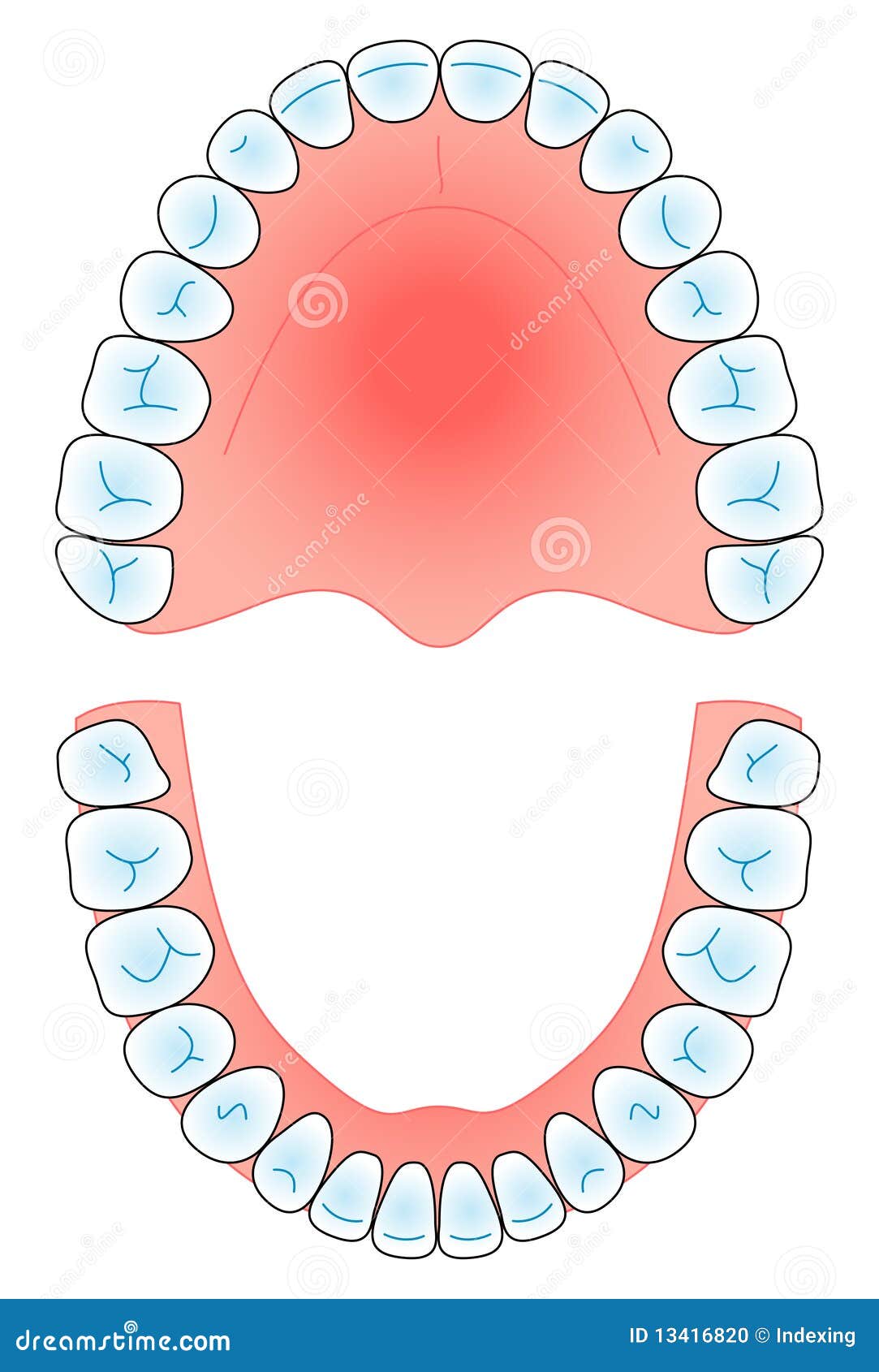 dental arch