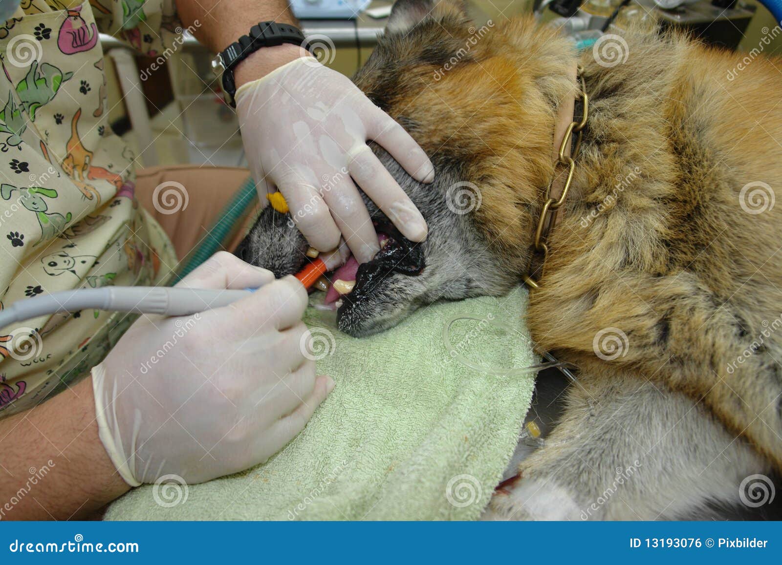 Dental cleaning 2 stock photo. Image of anestesia, pure 13193076