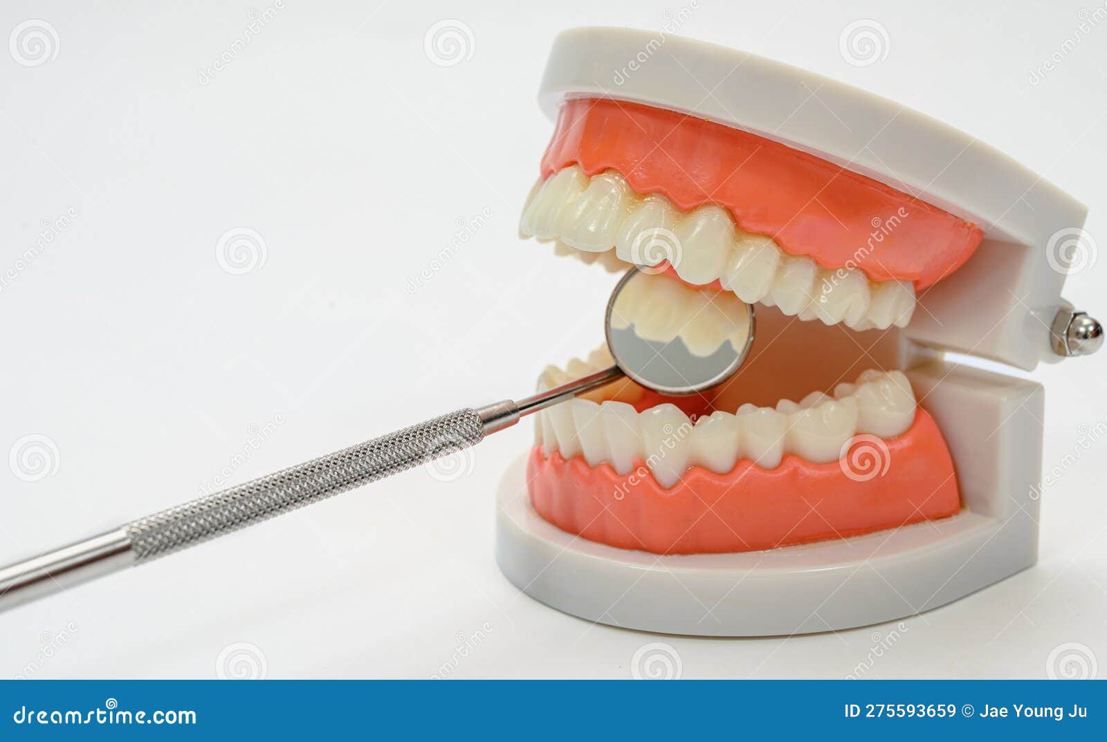 Dental Mirror and Tooth Model on a White Background Stock Image Image