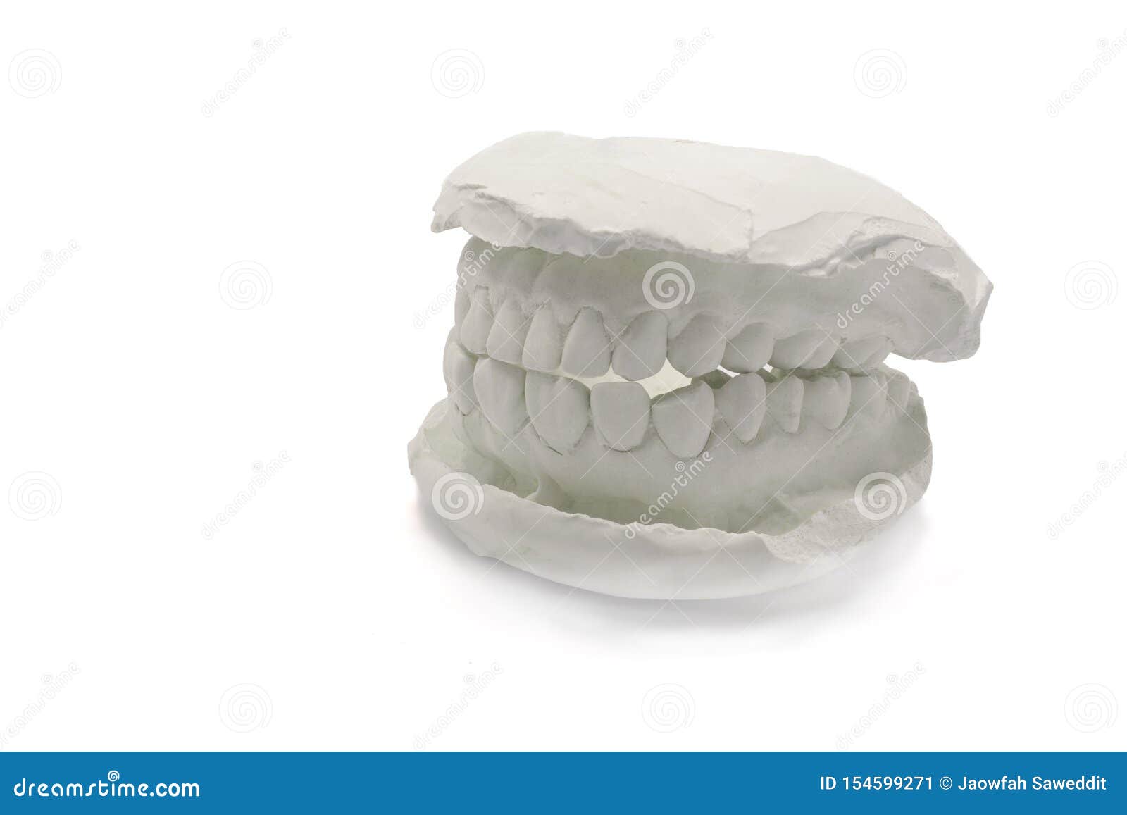 Dental Model Plaster on White Background,isolated.Plaster Model Jaw