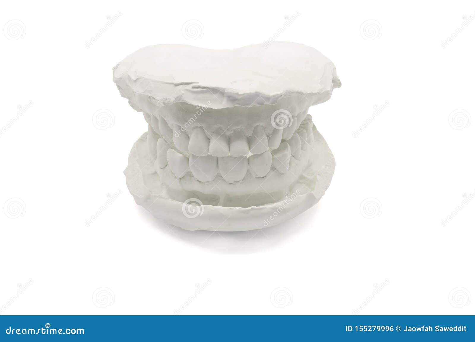 Dental Model Plaster on White Background,isolated.Plaster Model Jaw
