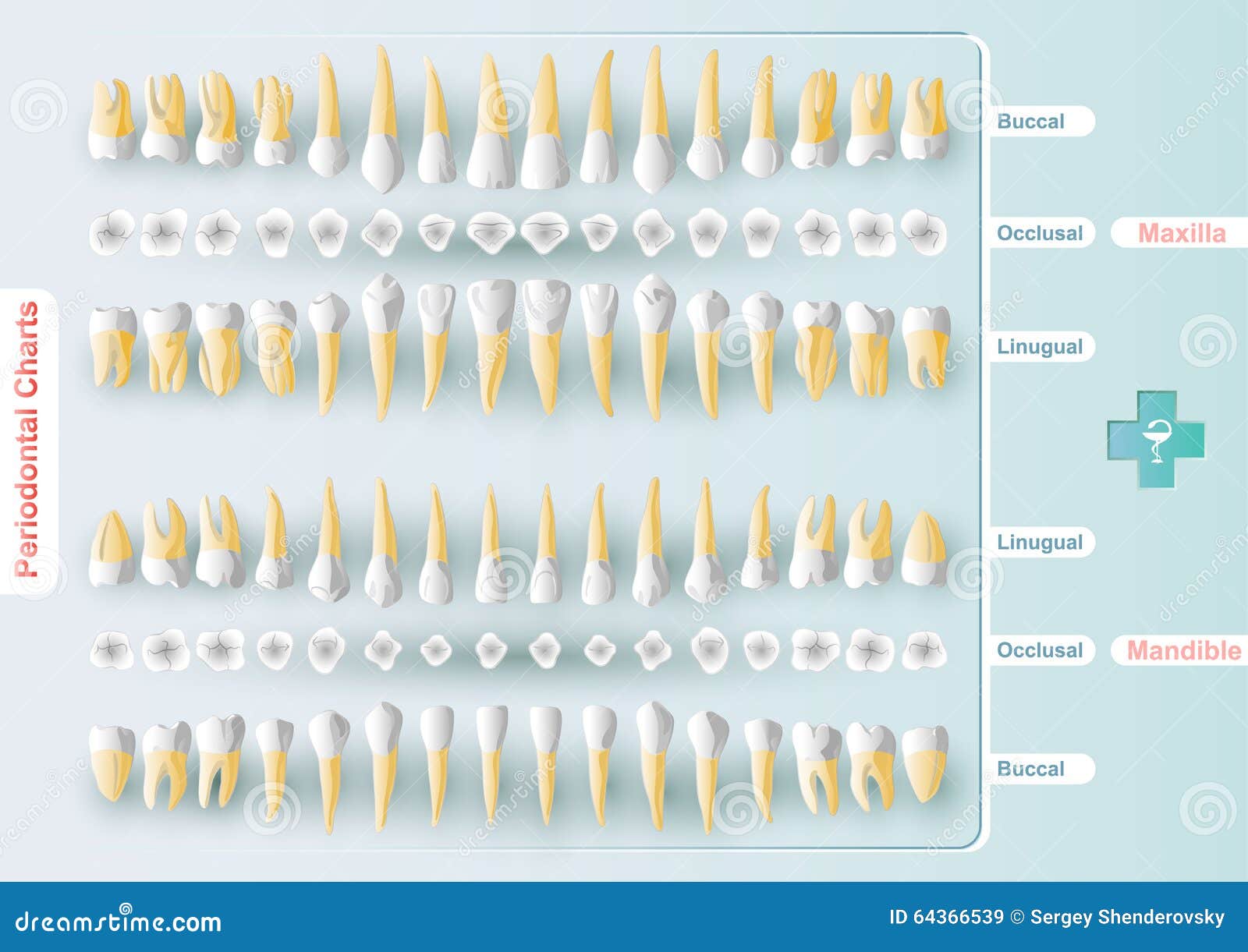 Downloadable Perio Chart