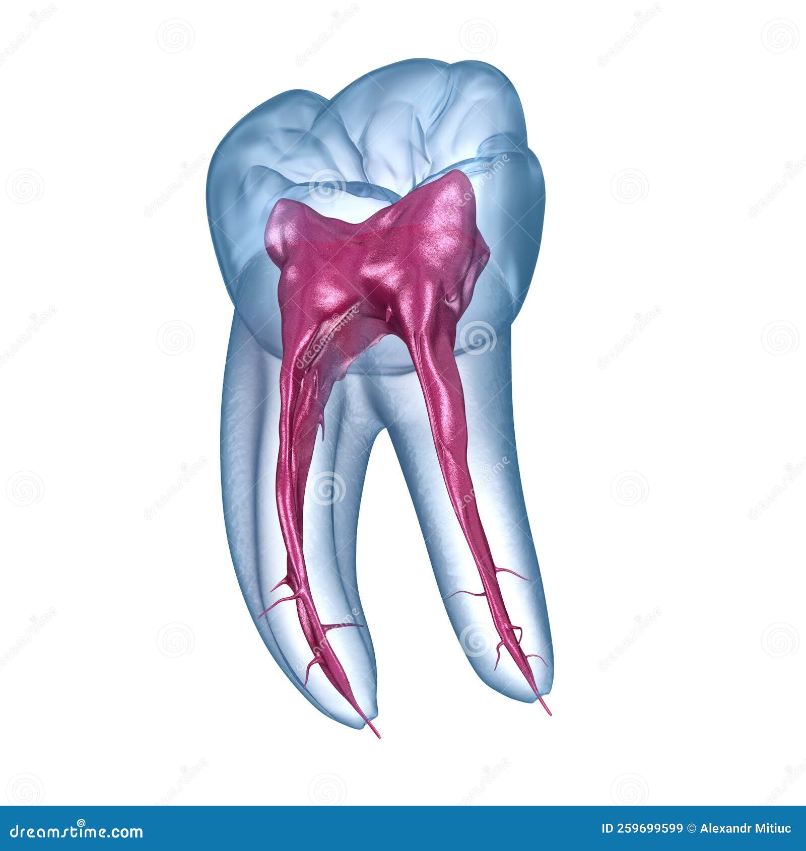 Dental Root Anatomy First Mandibular Molar Tooth. Medically Accurate