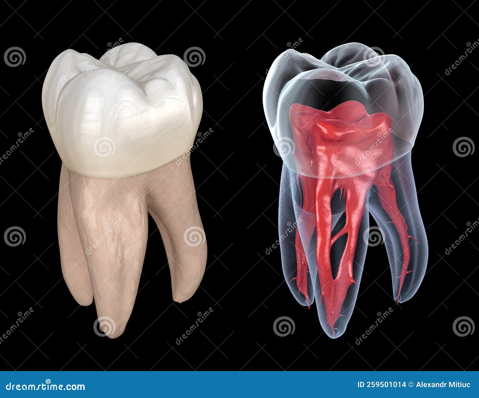 Dental Root Anatomy First Maxillary Molar Tooth. Medically Accurate