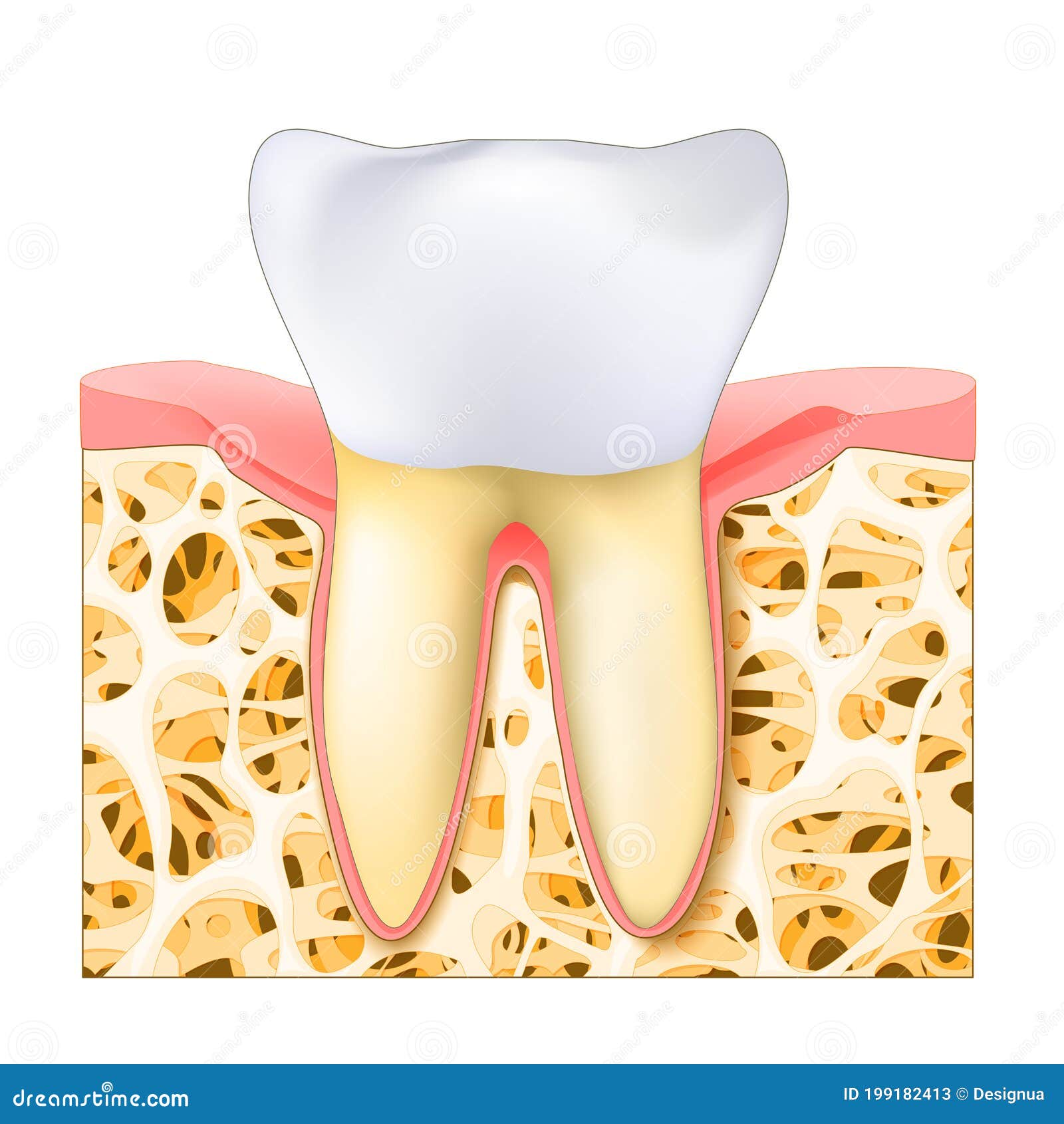 Como desenhar um dente realista - rápido, fácil e simples