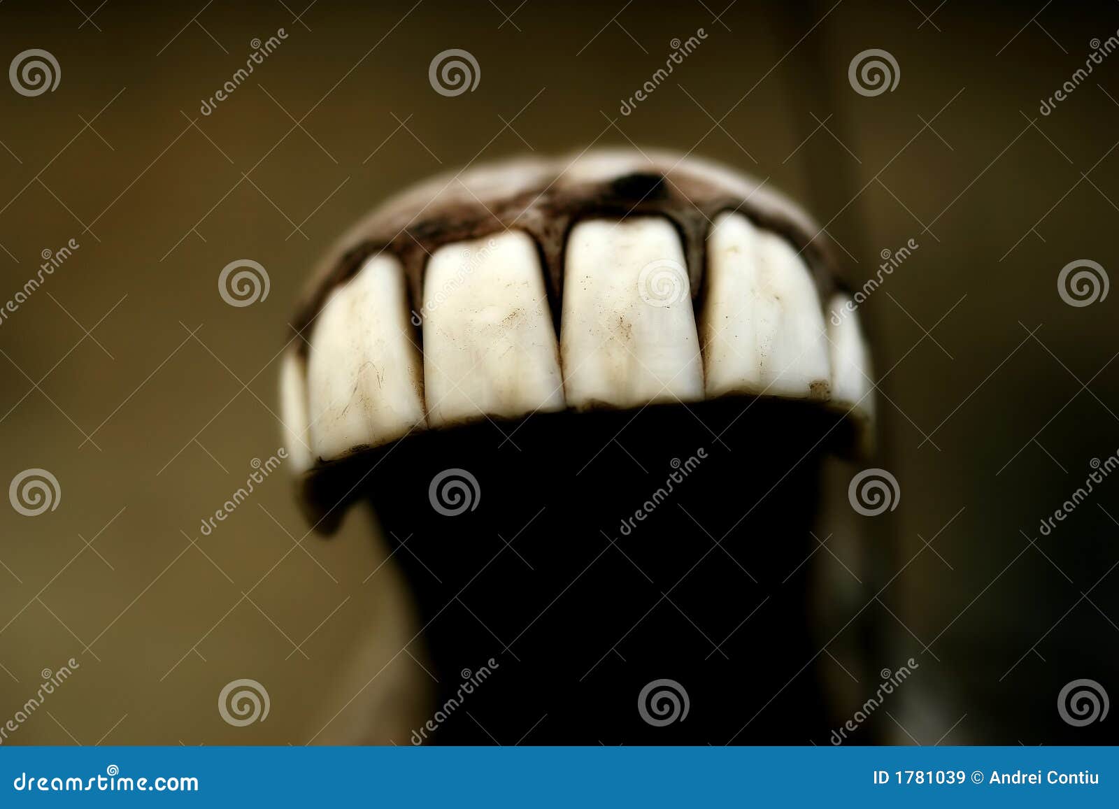 La Cura Dei Denti Del Cavallo | Pet Family - Foto 9