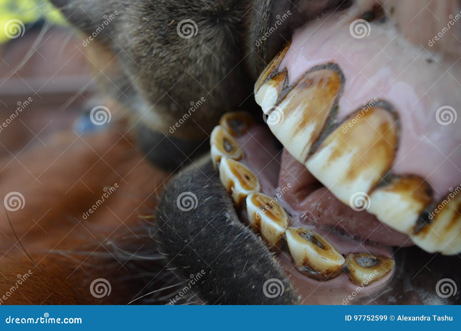 La Cura Dei Denti Del Cavallo | Pet Family - Foto 5