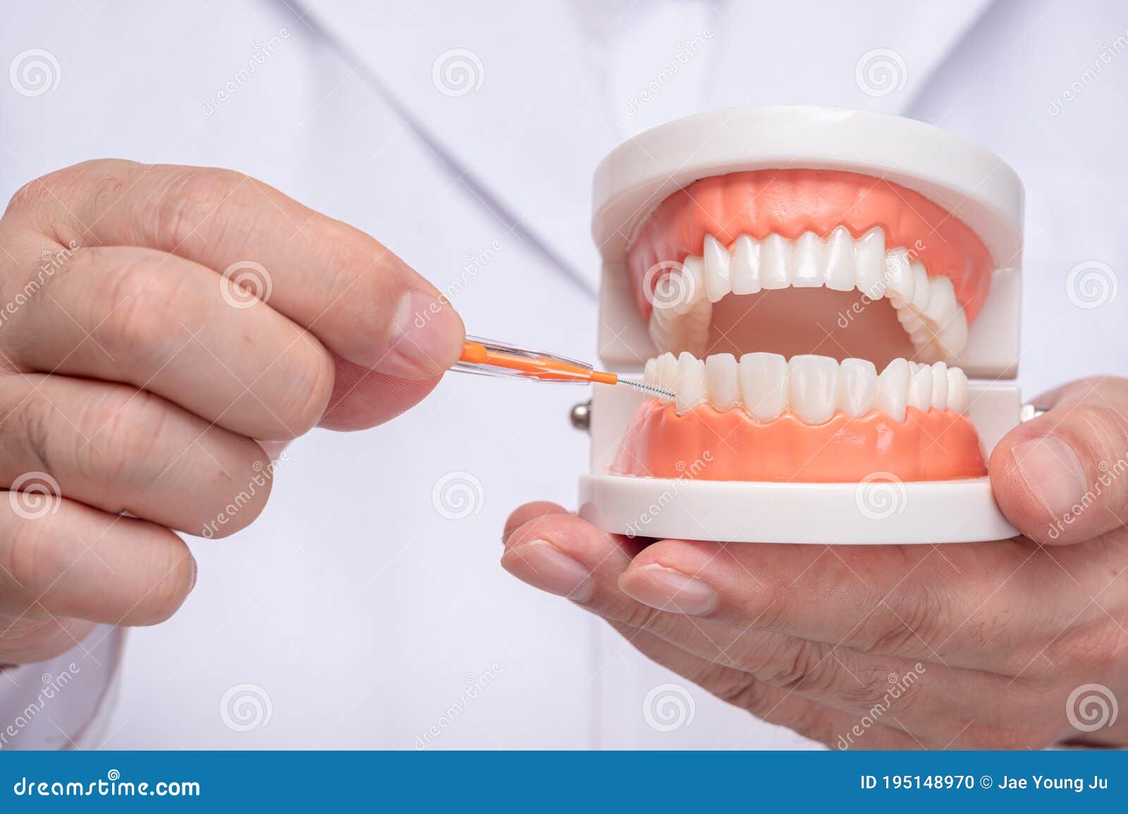 A Dentist Holding a Tooth Model and an Interdental Brush Stock Photo