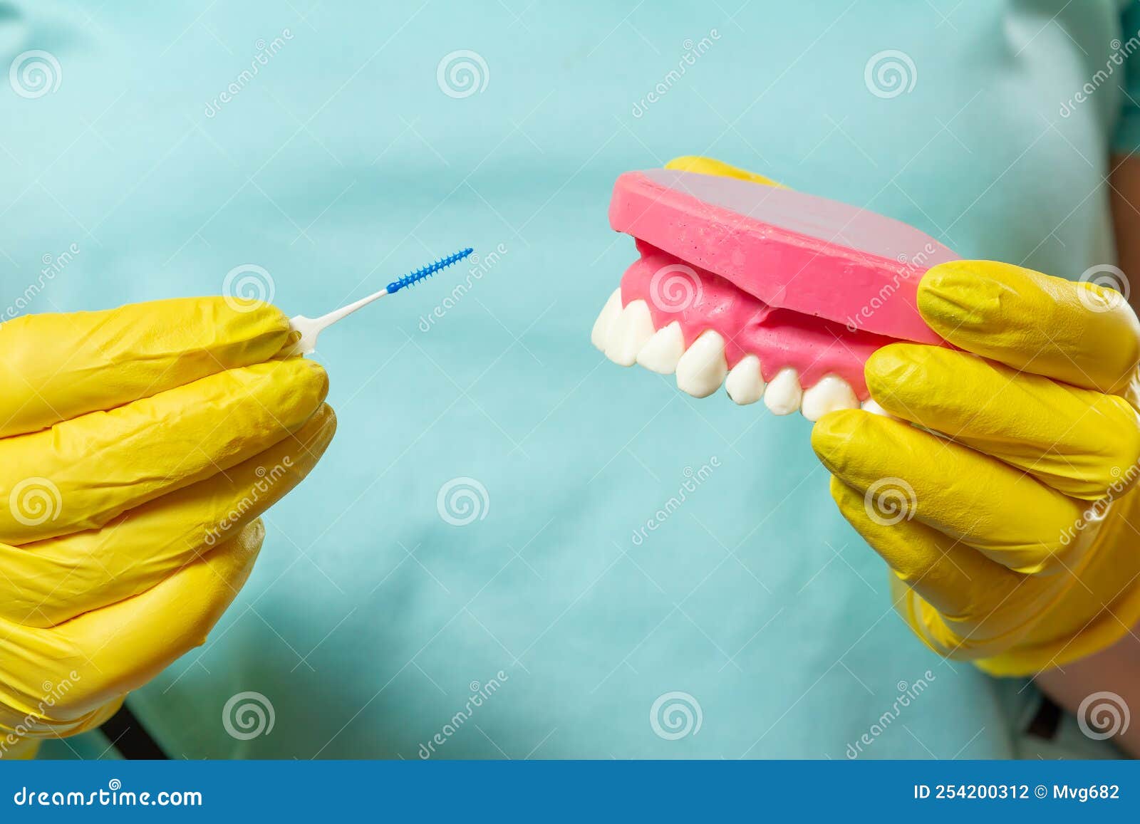 Dentist with Interdental Toothpick Brushes and Layout of the Human Jaw