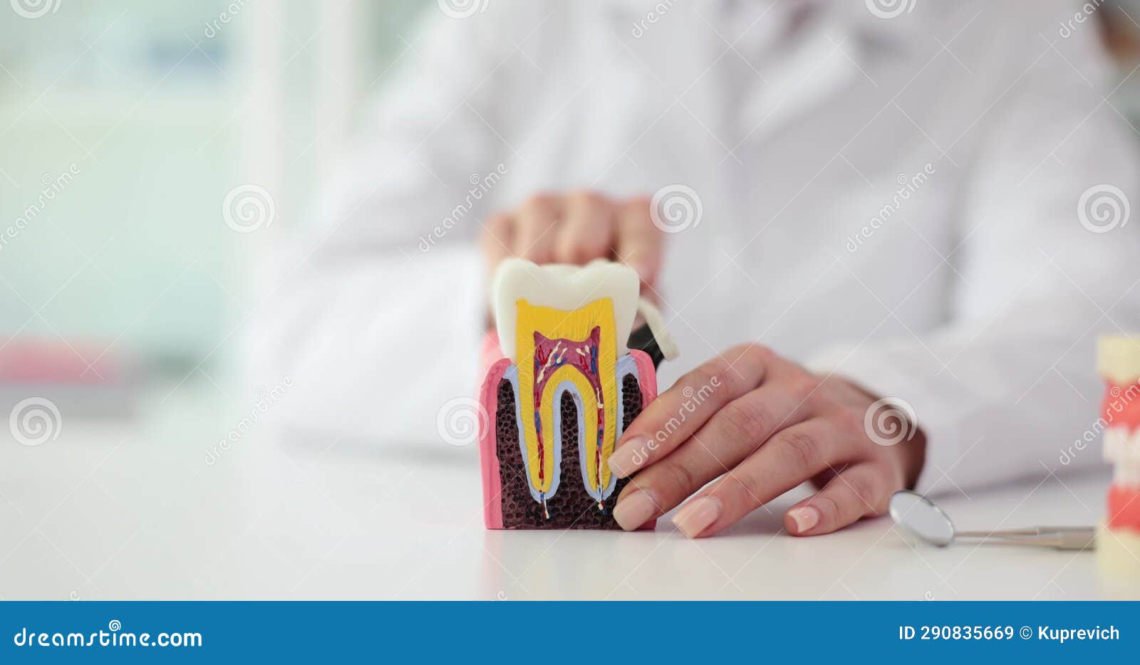 Dentist Shows Model of Tooth and Brushes Teeth Correctly with