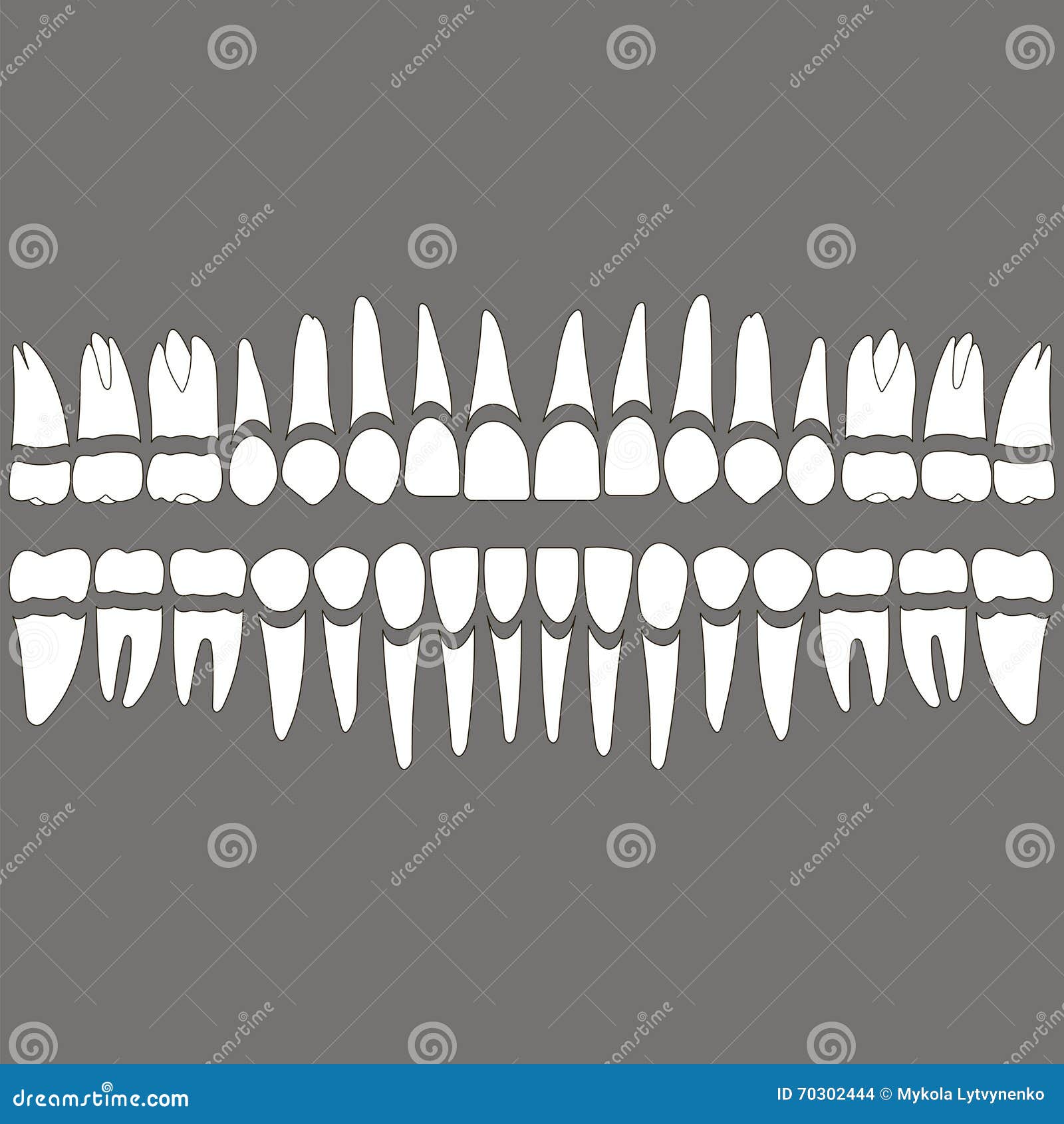 dentition teeth and roots
