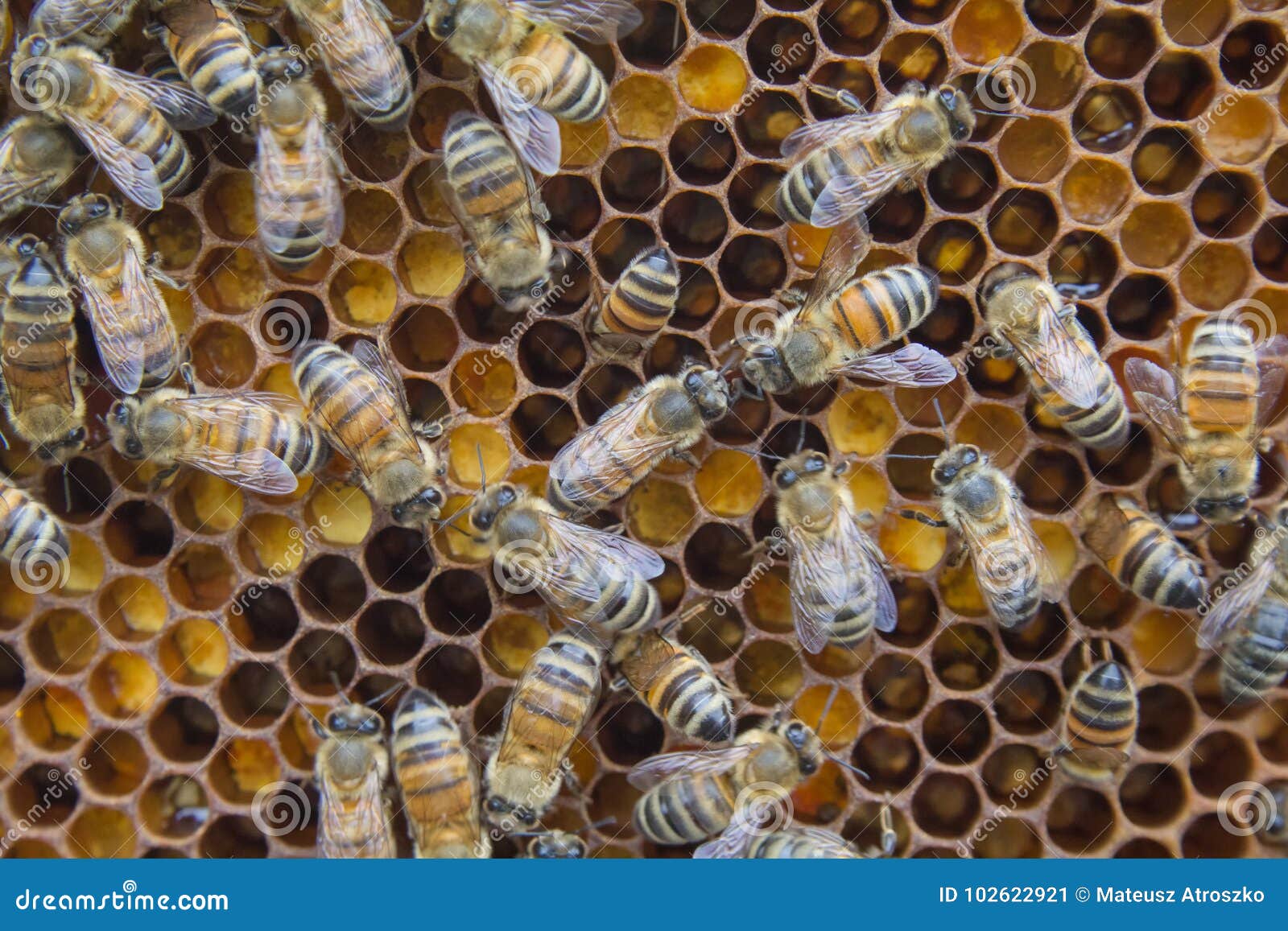 Dentro de la colmena Abejas que se sientan en un panal,. Abejas en un panal, dentro de la colmena