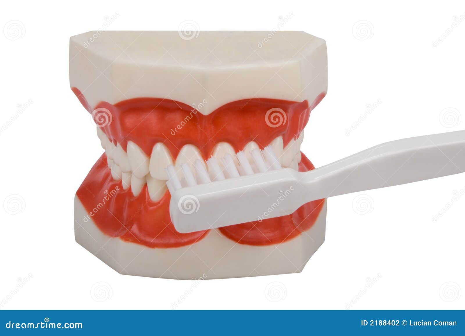 Dentures, brush your teeth stock photo. Image of teeth 2188402