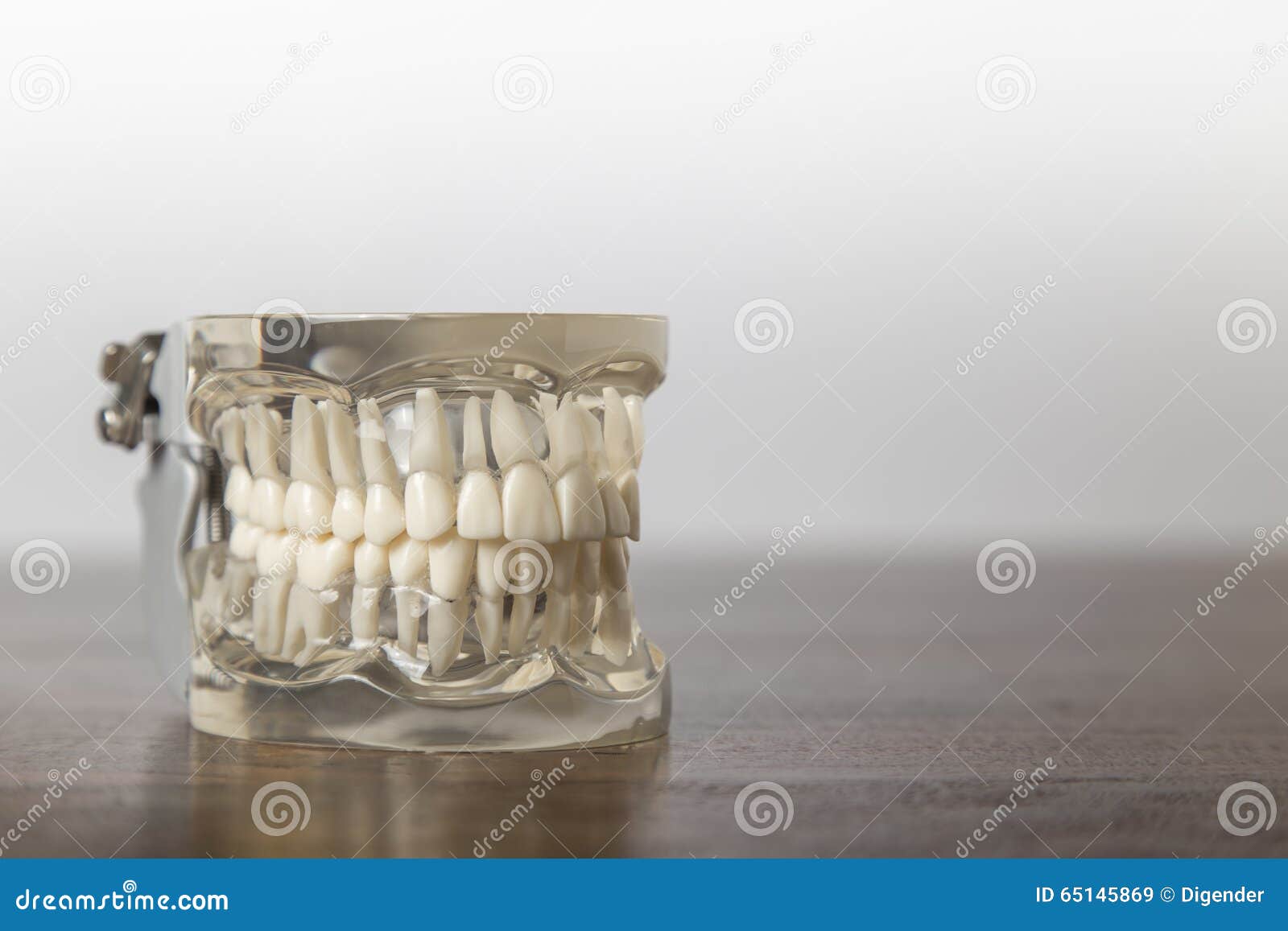 Dentures Model with Clear Mold Stock Image Image of model, life 65145869