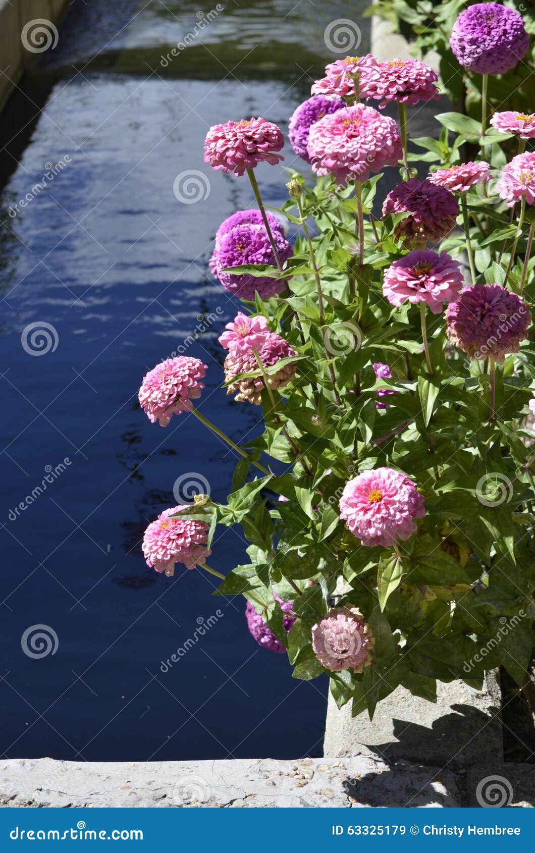 Denver Botanical Gardens Zinnias Und Wasser Stockbild Bild Von