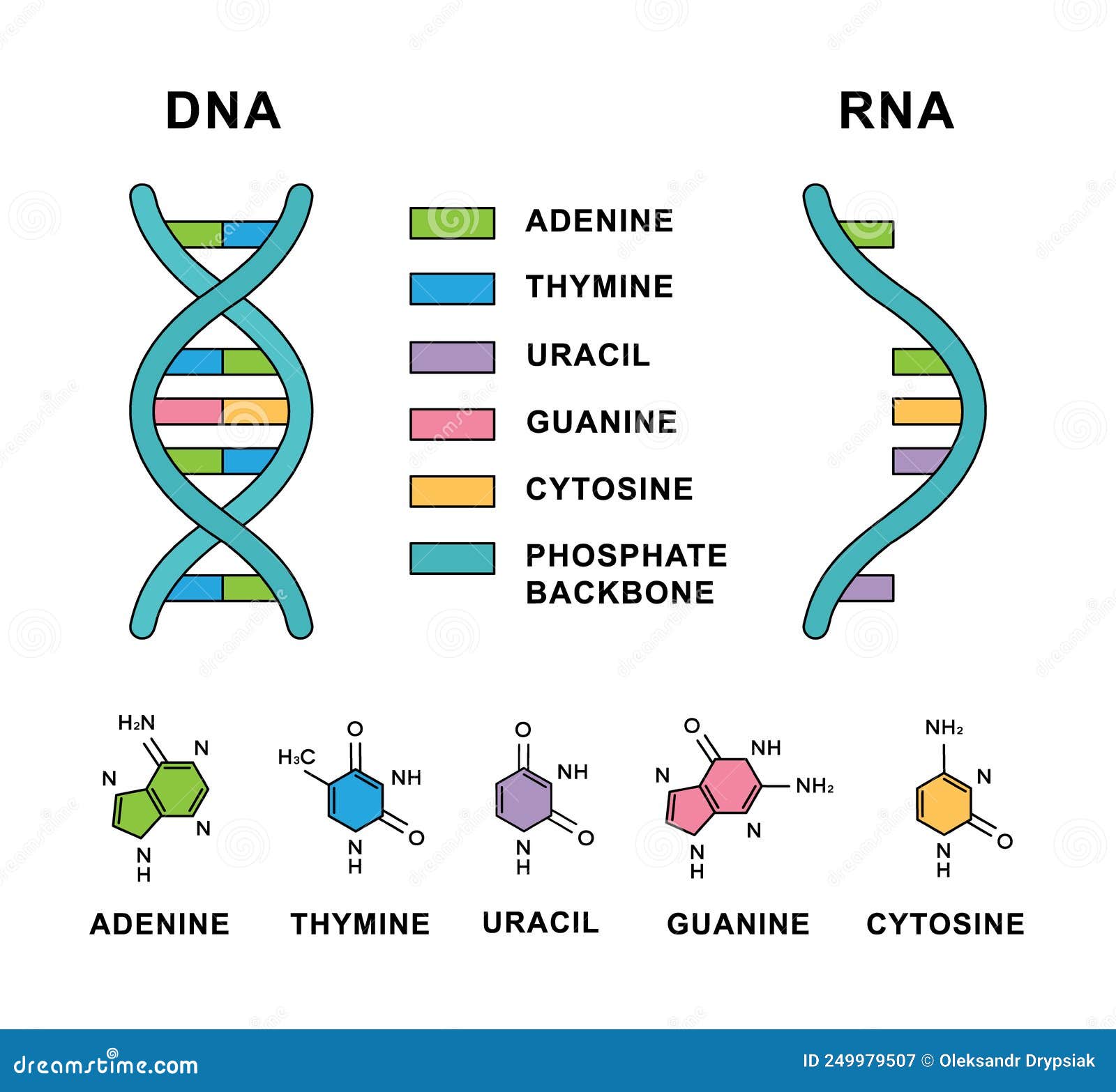 Рнк аденин тимин. Аденин гуанин цитозин Тимин урацил. РНК аденин урацил гуанин. Тимин гуанин цитозин Тимин РНК И ДНК. ДНК И РНК аденин Тимин гуанин цитозин урацил.