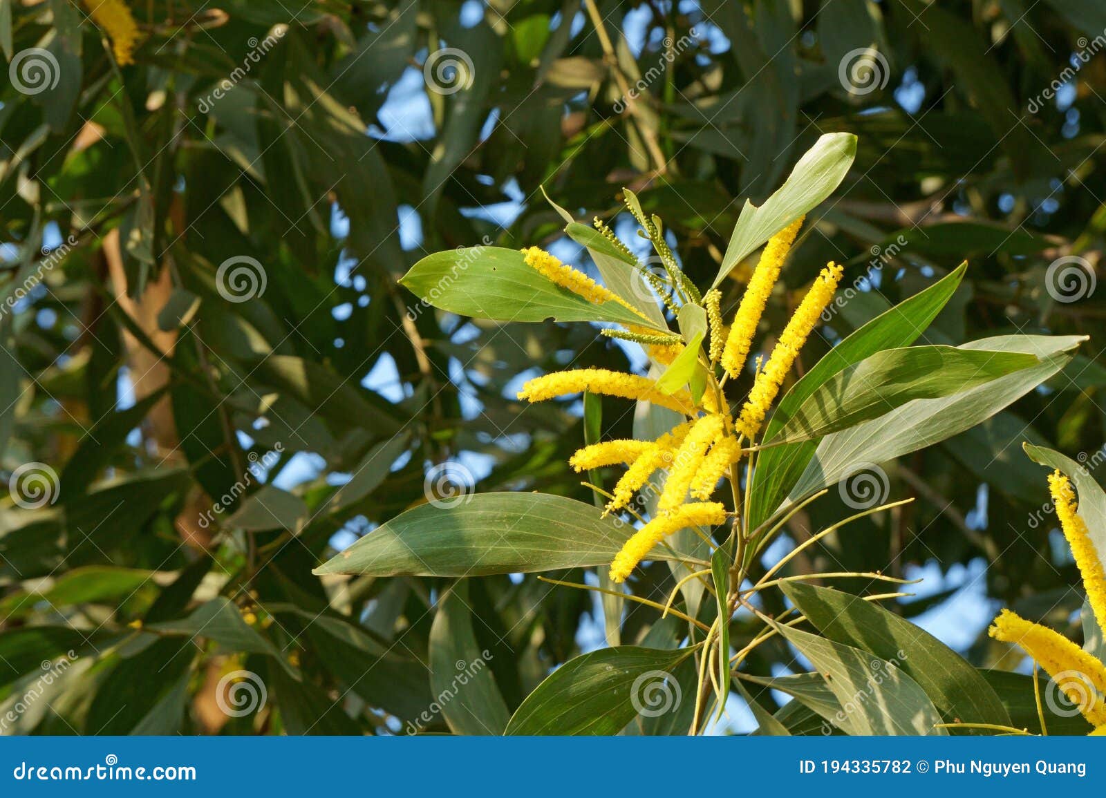 Depósito De Flores De Acácia Auriculiformis. Viga Dourada Foto de Stock -  Imagem de fresco, flora: 194335782