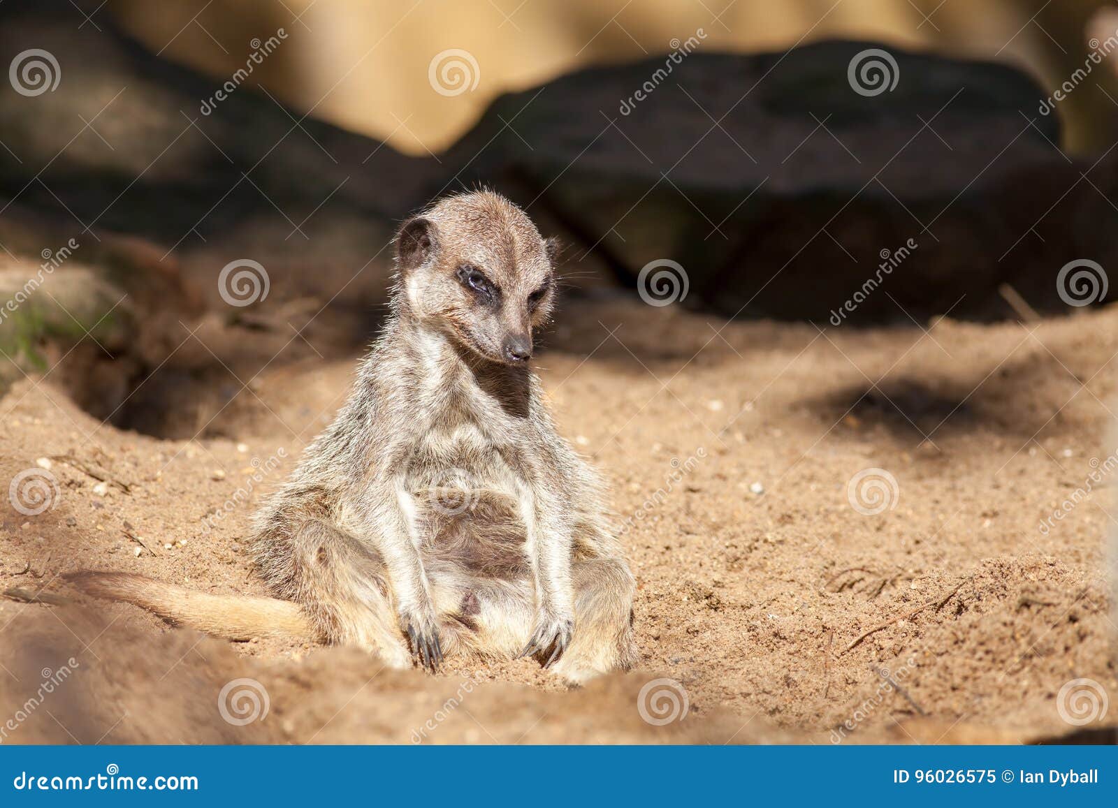 Depressed Animal Bad Day At Work For A Tired Meerkat Funny Cut