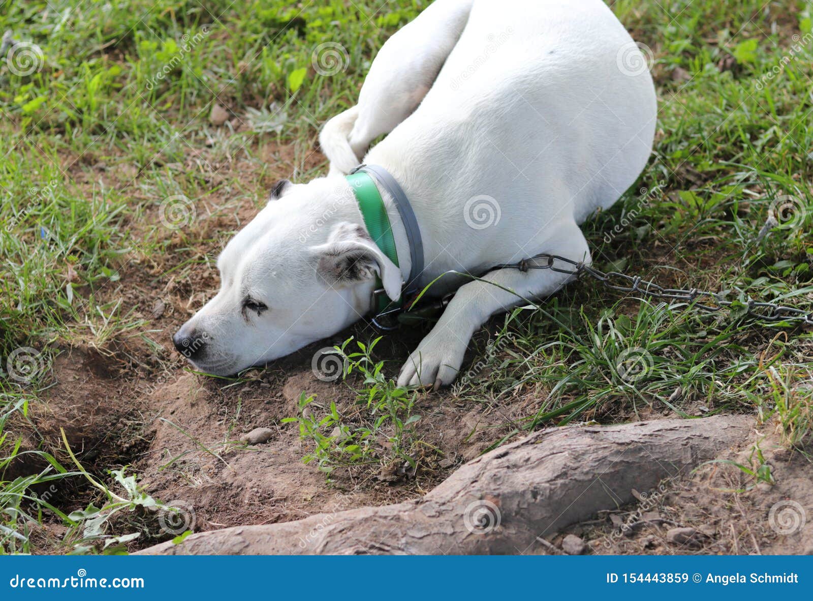 Depressed Lonely Dog stock image. Image of black, collar 154443859