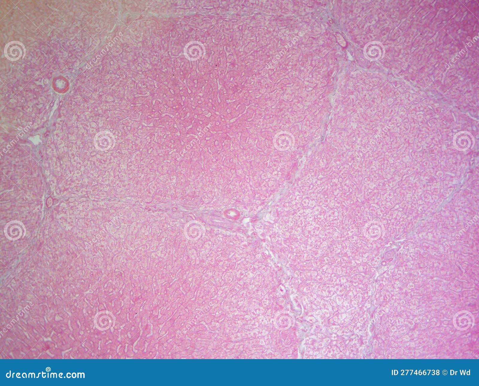 In Depth View of Liver Tissue Histology Image in High Detail Stock Photo Image of biology