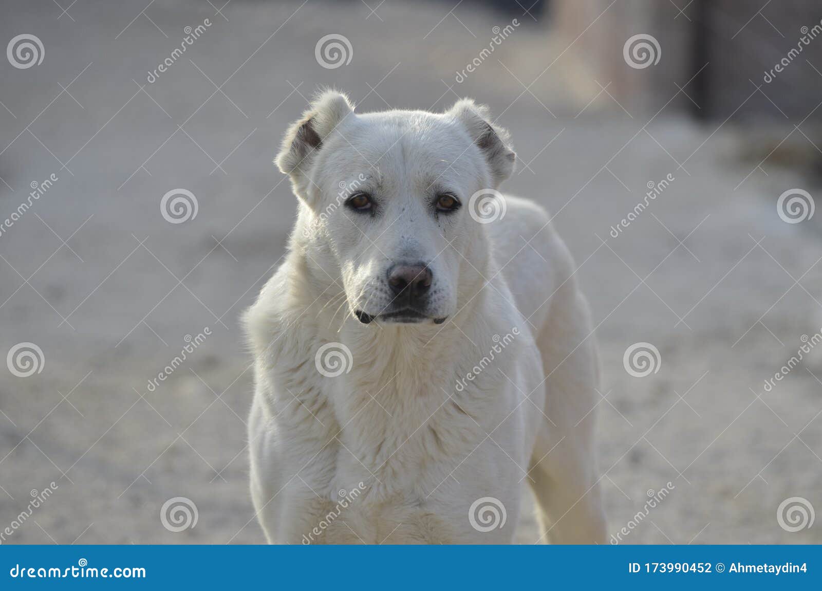 Akbash-Hund stockfoto. Bild von magerer, neigt, most - 173990452