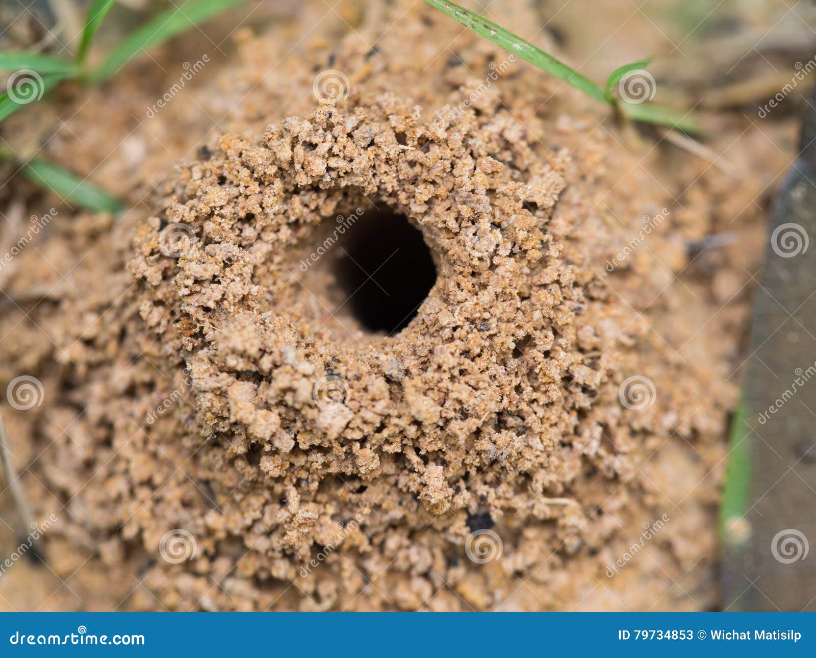 Der Ameisenhaufen stockbild. Bild von makro, ameisenhaufen - 79734853