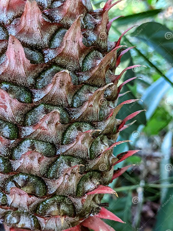 Der Ananas Ist Noch Auf Dem Baum. Unreife Ananas. Junge Ananas